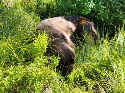 Skye at Leo Lake 2023