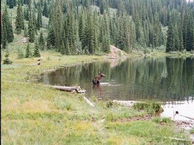 Moose At the Lake