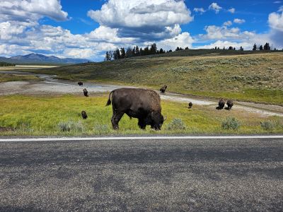 Yellowstone Buffalo