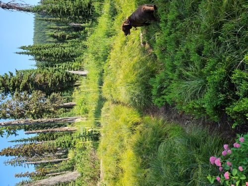 Skye Along the Trail