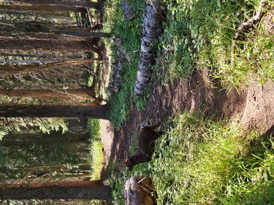 St Joe Lake Trail 49