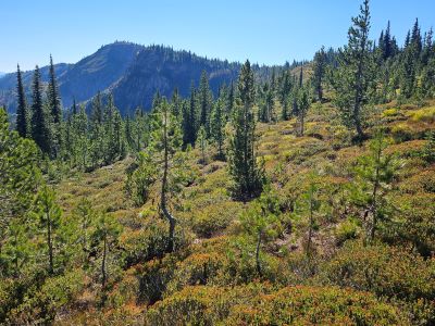 Looking Back Along Trail