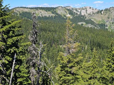 Looking Blossom Lakes