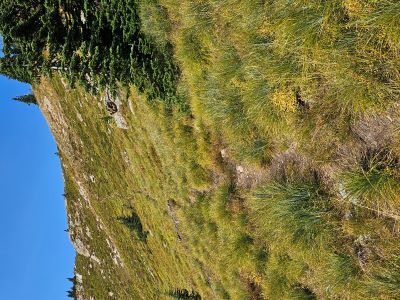 Binocular Peak Final Trail to Summit
