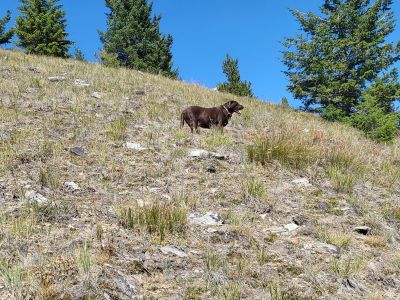 Sheep Mtn Near Summit