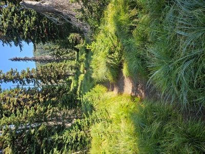 Fish Lake_WforkFish2