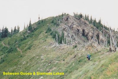 Between Goose & Siamese 1998