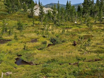 Inlet Stream Above Leo Lake