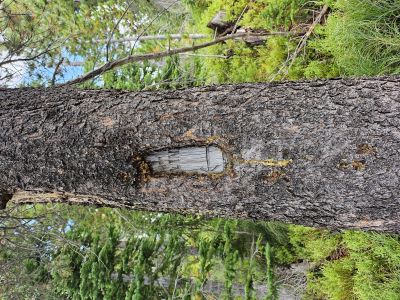 Junction of Lost Peak Trail