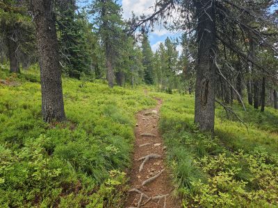 Stateline Trail Around Binocular Peak
