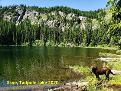 Tadpole Lake 2020