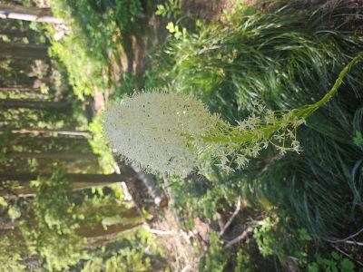 Bear Grass