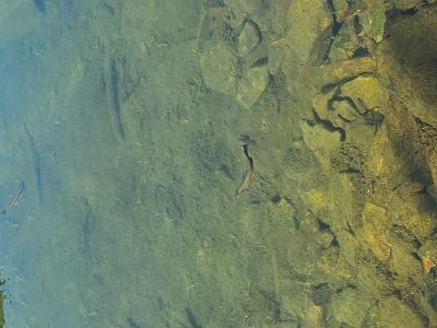 Brook Trout