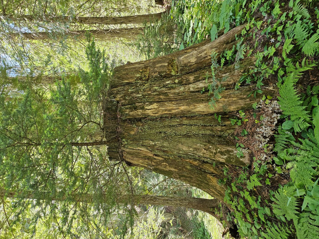 Along the Trail to Evans Lake