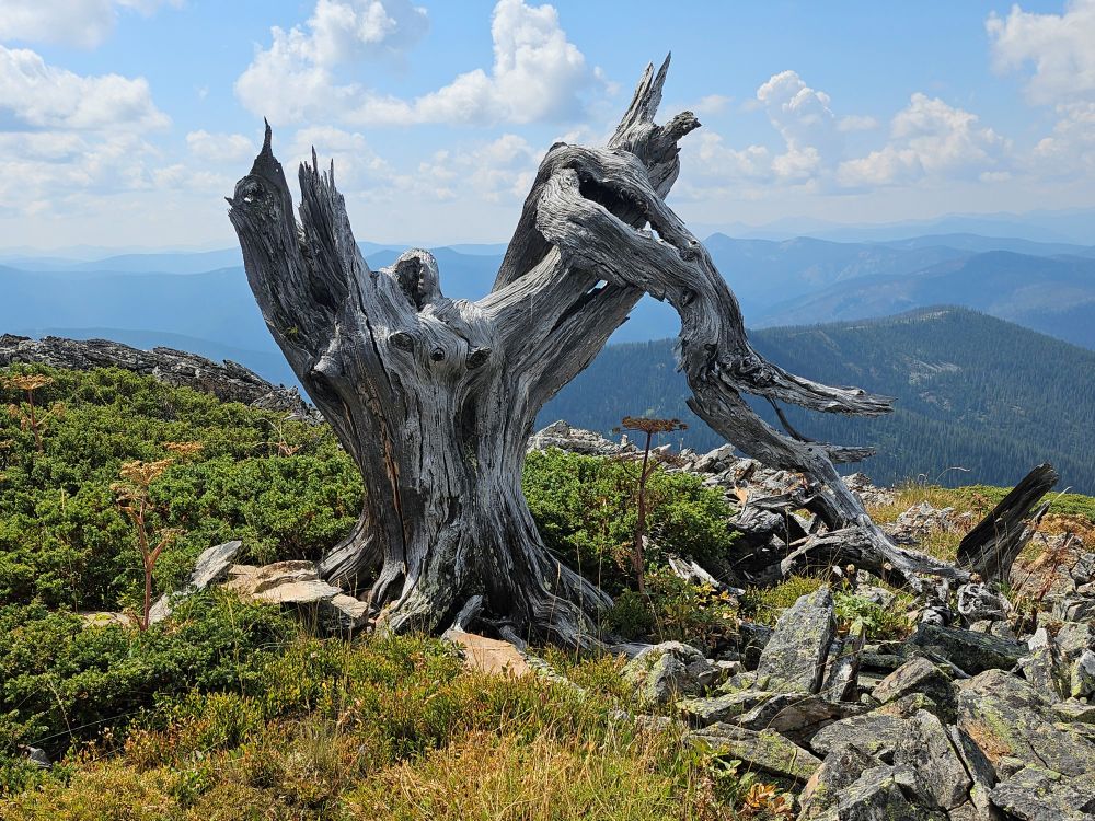 Gnarly Tree on Binocular Peak