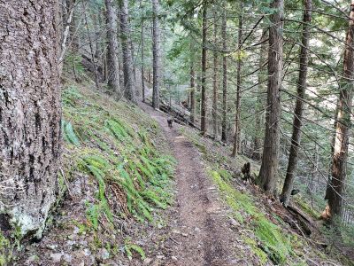 Along the Trail