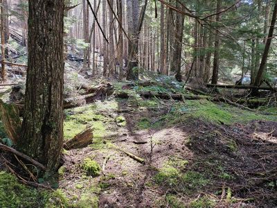 Along the Trail
