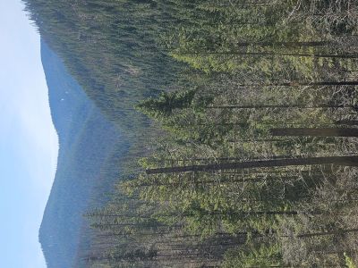 Looking up Graham Creek