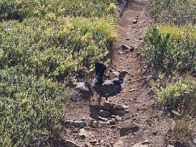 Grouse