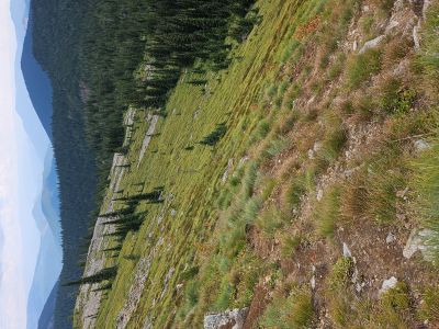 Trail Up