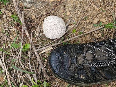 Nice Mushroom