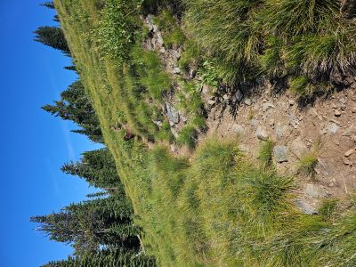 Ward Peak Trail