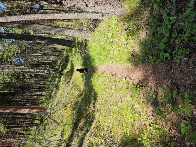 Along the Trail