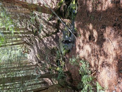 Old Iron Mtn Trail