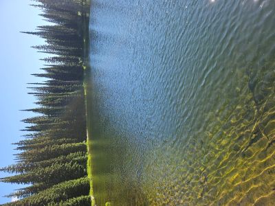 Tadpole Lake