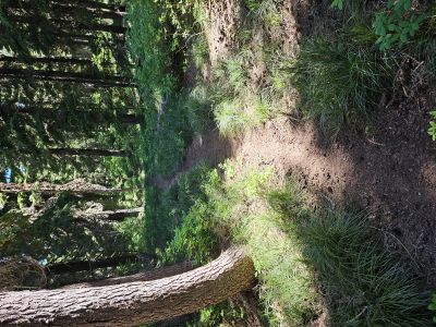 Trail