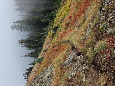 Trail to Lake