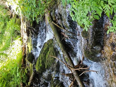 North Fork Trout Creek
