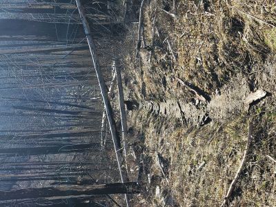 Deadfall on Trail