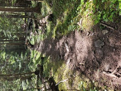 Along the Trail