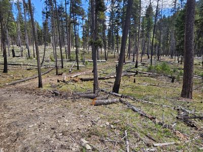 Connector Trail 2024