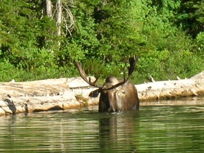 Moose 2011