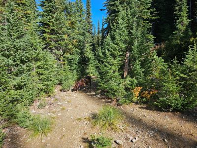 Trail 111