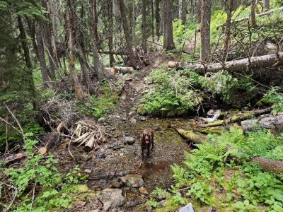Skye on Trail