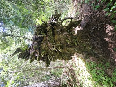 Evans Lake Trail
